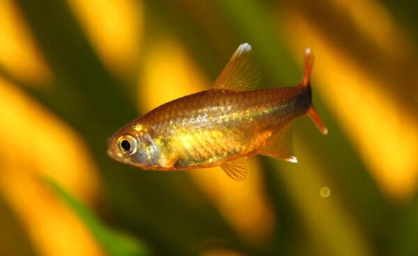 Silver Tip Tetra (Hasemania nana) |commons:File:01.Hasemania nana.JPG