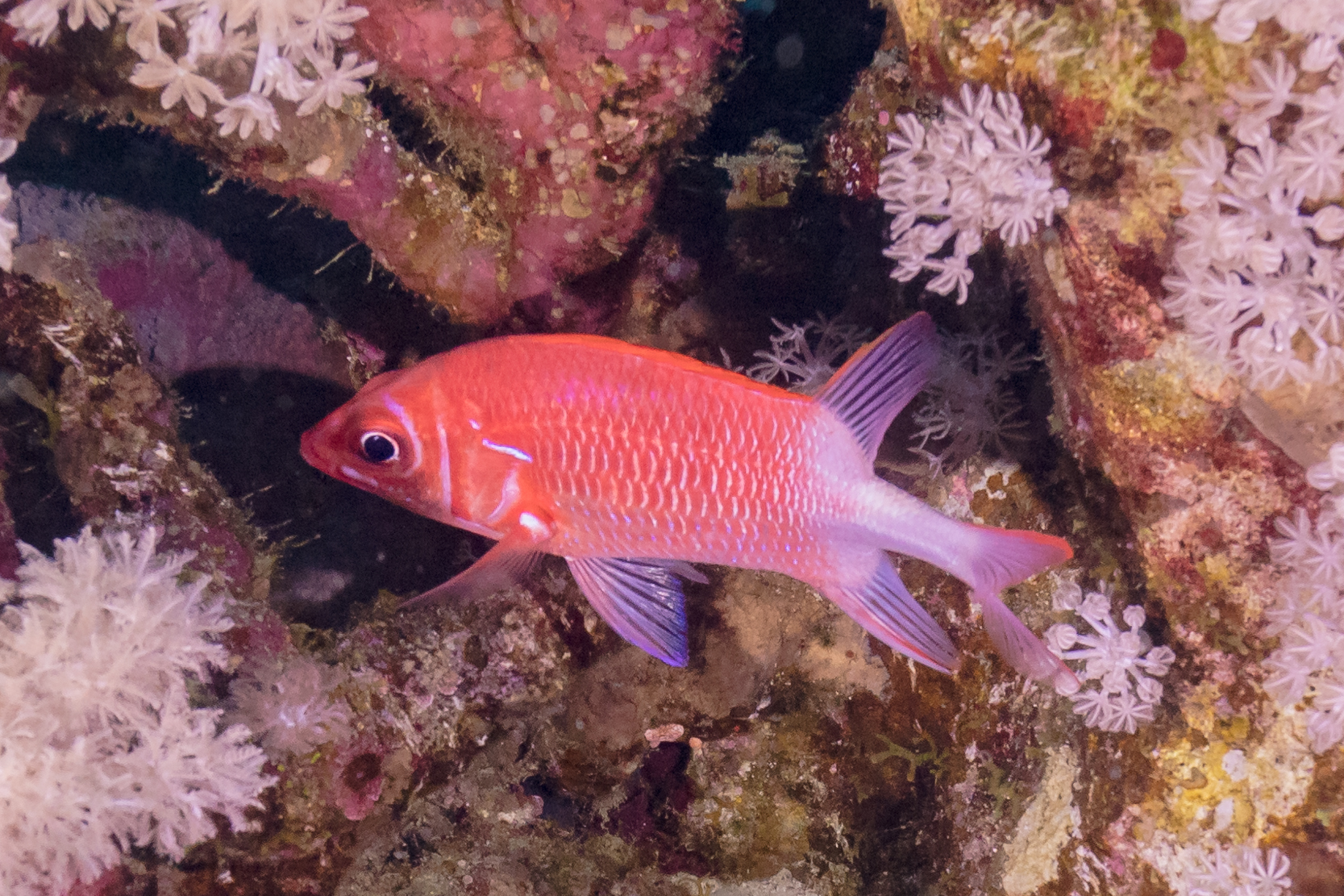 Silverspot Squirrelfish (Sargocentron caudimaculatum) |commons:File:Pez ardilla de cola manchada (Sargocentron caudimaculatum), parque nacional Ras Muhammad, Egipto, 2022-03-28, DD 96.jpg