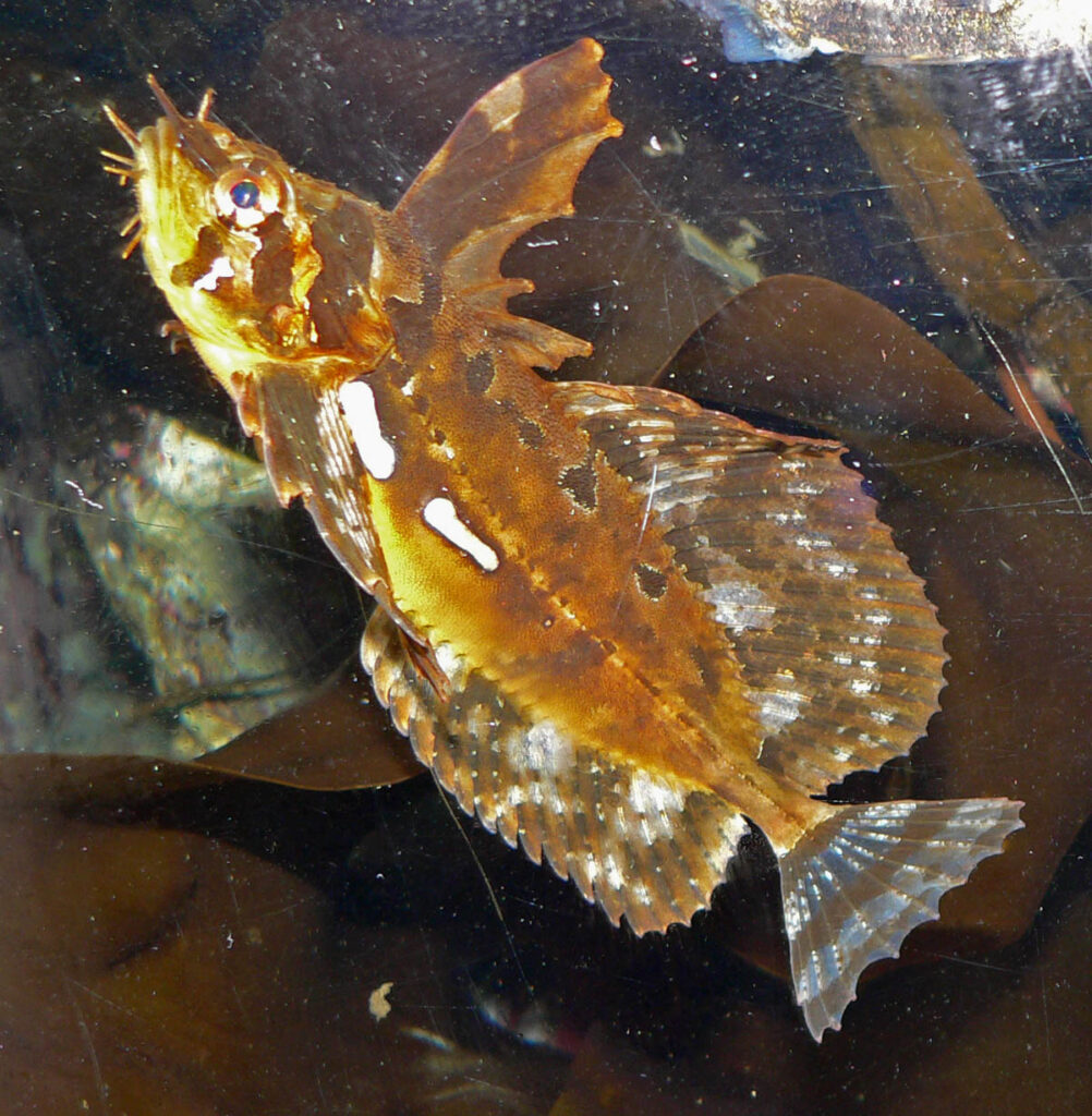 Silverspotted Sculpin (Blepsias cirrhosus) |commons:File:Blepsias cirrhosus 1.jpg
