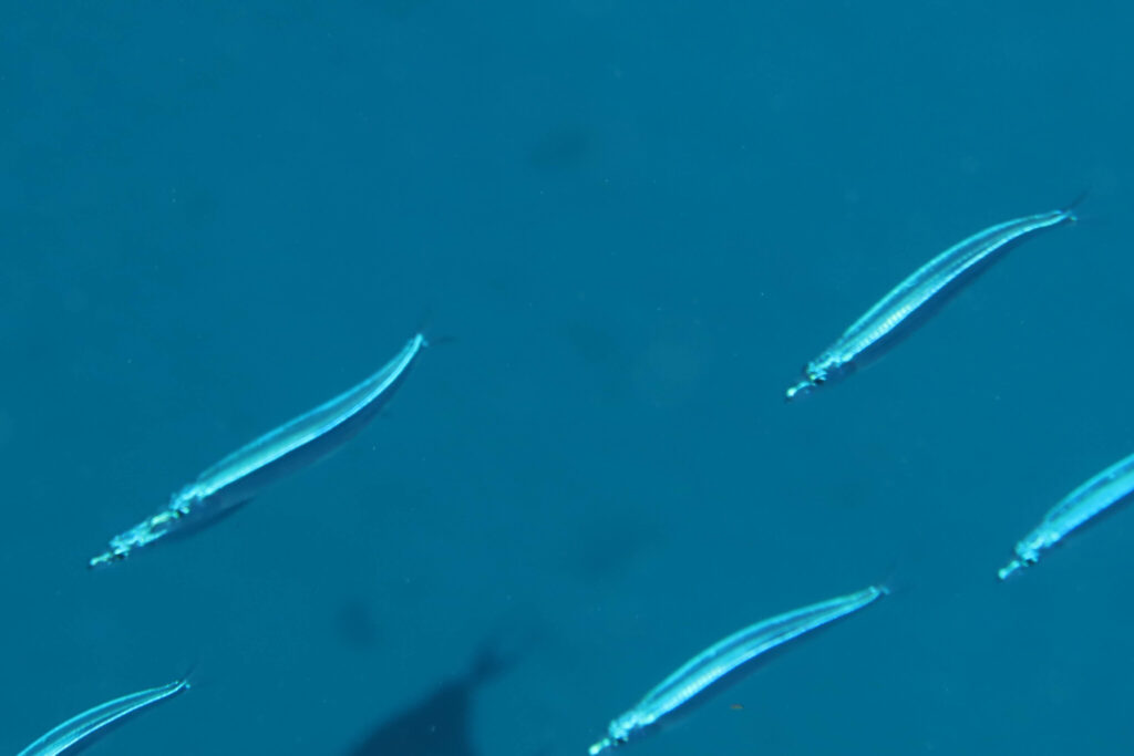 silverstriped round herring (Spratelloides gracilis) |commons:File:Spratelloides gracilis.jpg