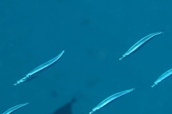 silverstriped round herring (Spratelloides gracilis) |commons:File:Spratelloides gracilis.jpg