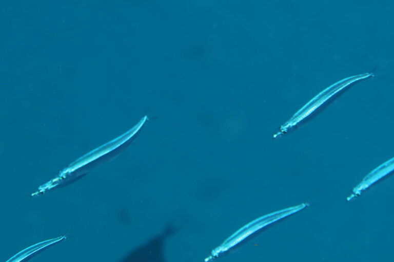 silverstriped round herring (Spratelloides gracilis) |commons:File:Spratelloides gracilis.jpg
