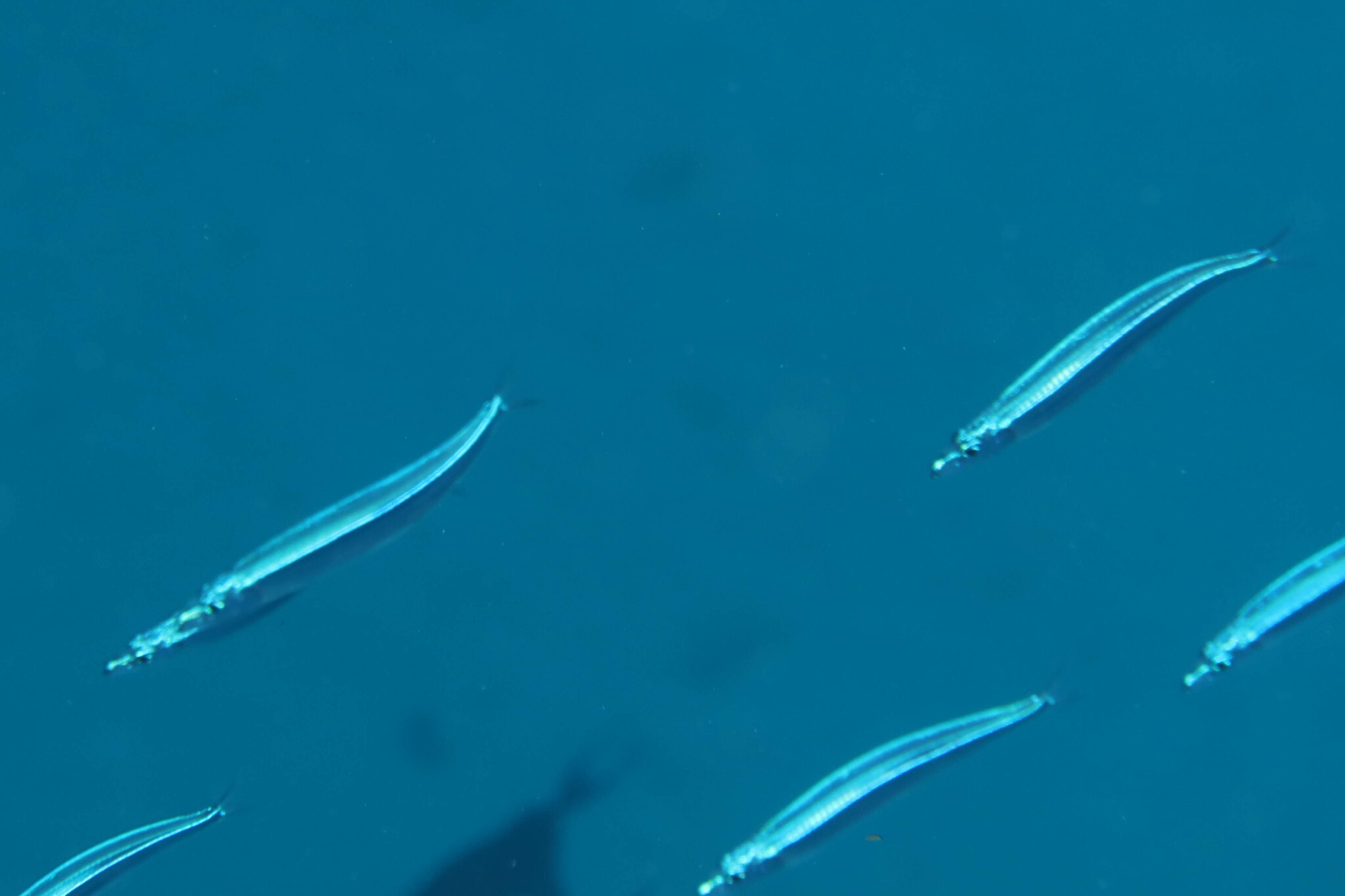 silverstriped round herring (Spratelloides gracilis) |commons:File:Spratelloides gracilis.jpg
