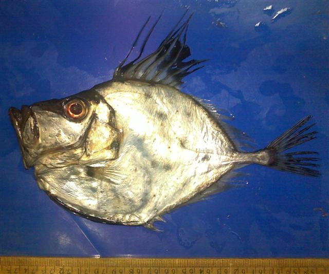 Silvery John Dory (Zenopsis conchifer) |commons:File:Zenopsis conchifer India.jpg