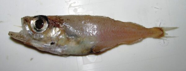 Silvery Pout (Gadiculus argenteus) |commons:File:Gadiculus argenteus.jpg