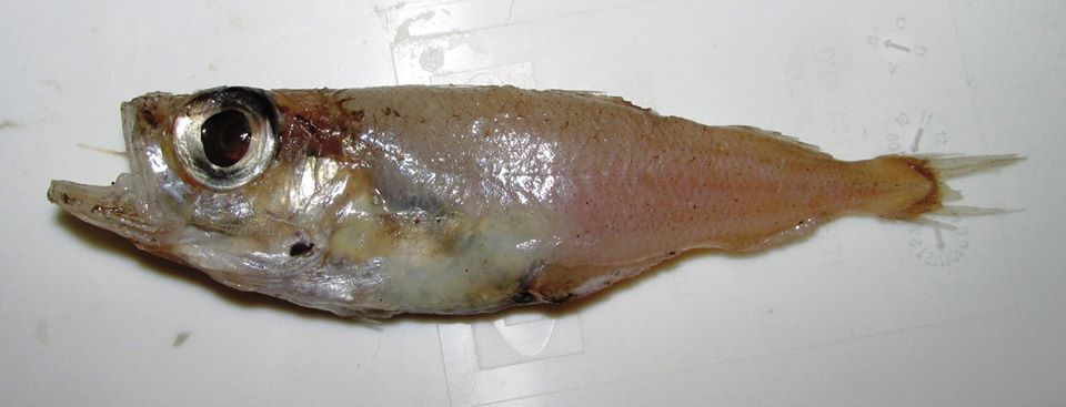 Silvery Pout (Gadiculus argenteus) |commons:File:Gadiculus argenteus.jpg