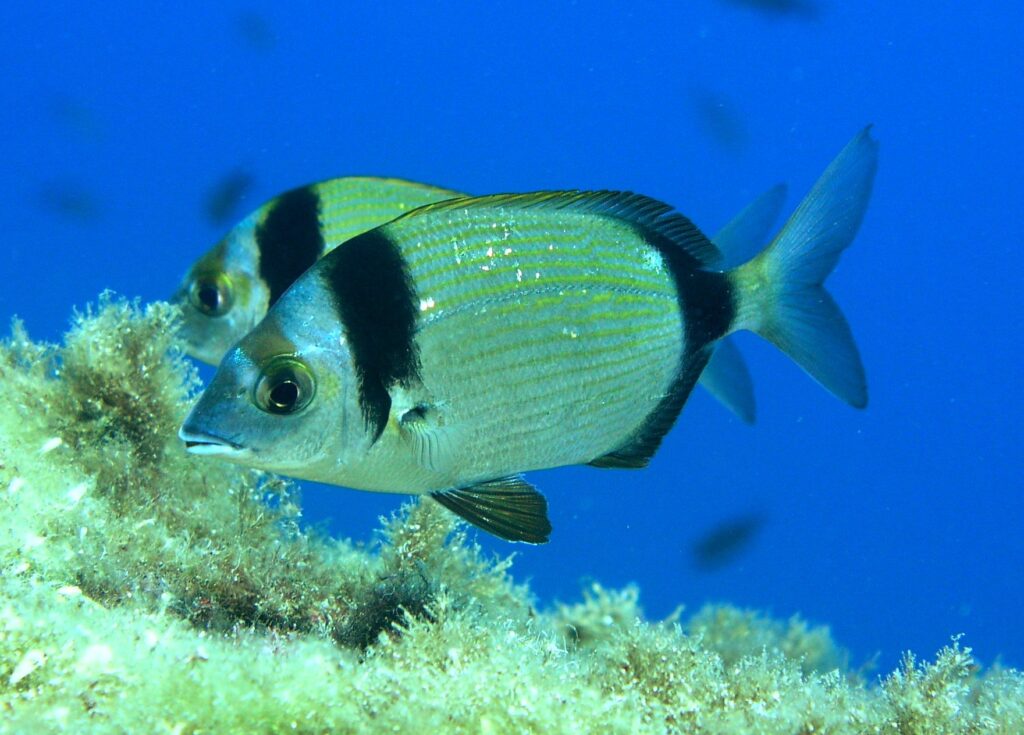 Sinagit Diplodus vulgaris