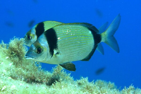 Sinagit Diplodus vulgaris