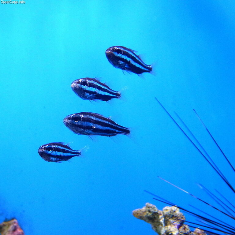 Siphamia tubifer (Siphamia tubifer) |commons:File:Siphamia tubifer.jpg