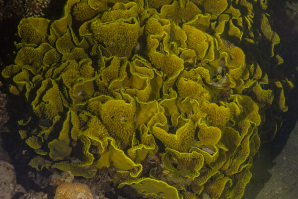 Şişe Mercanı Turbinaria reniformis