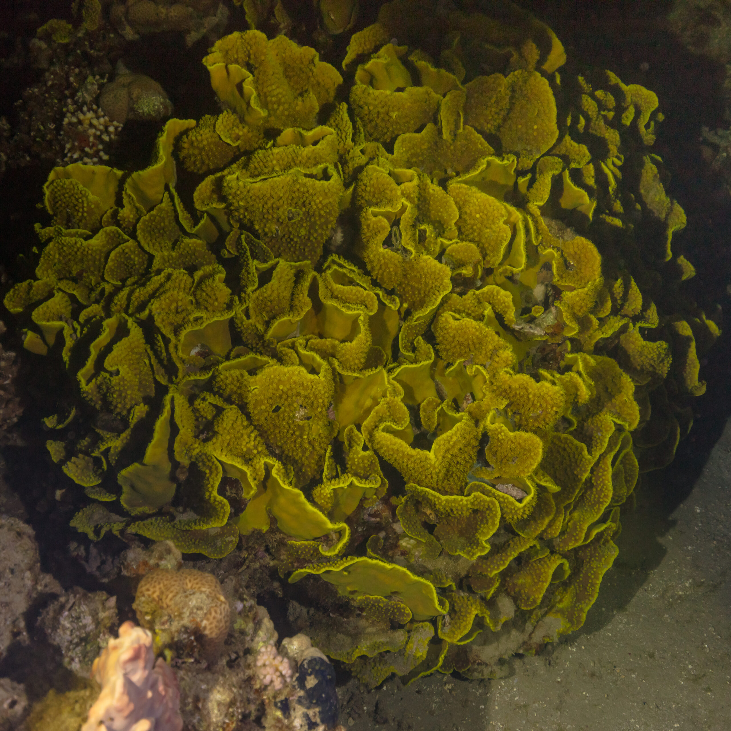 Şişe Mercanı Turbinaria reniformis