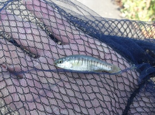 sivrisinek baligi (Aphanius fasciatus) |commons:File:Aphanius fasciatus.jpg