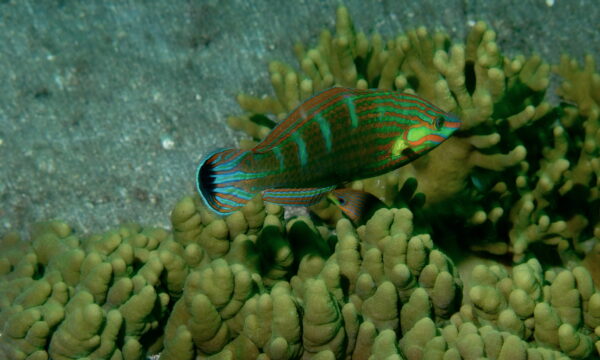 Six Line Wrasse (Halichoeres melanurus) |commons:File:Couple of Tail-spot Wrasses (Halichoeres melanurus) (8456968318).jpg