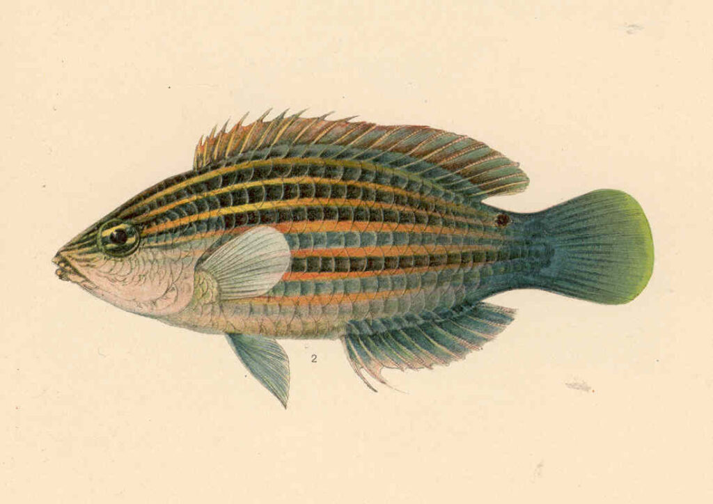 Sixline Wrasse (Pseudocheilinus hexataenia) |commons:File:FMIB 39739 Pseudocheilinus hexataenia Bleeker.jpeg