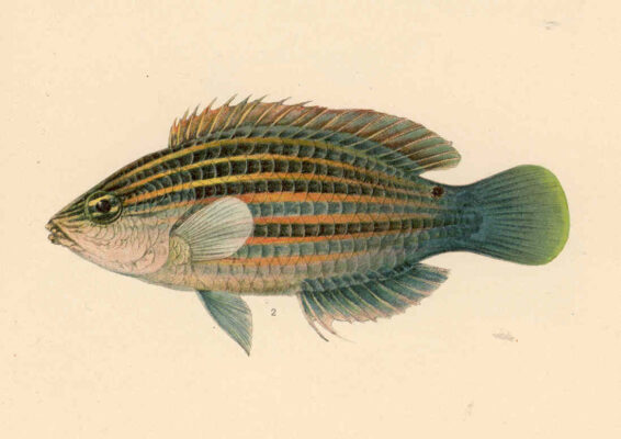 Sixline Wrasse (Pseudocheilinus hexataenia) |commons:File:FMIB 39739 Pseudocheilinus hexataenia Bleeker.jpeg
