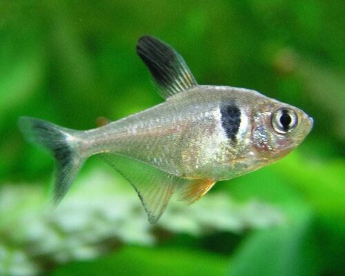 Siyah Fener Tetra (Hyphessobrycon megalopterus) |commons:File:Hyphessobrycon megalopterus.jpg