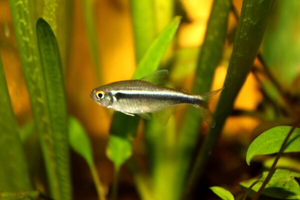 Siyah Neon Tetra (Hyphessobrycon herbertaxelrodi) |commons:File:04.Hyphessobrycon herbertaxelrodi.JPG