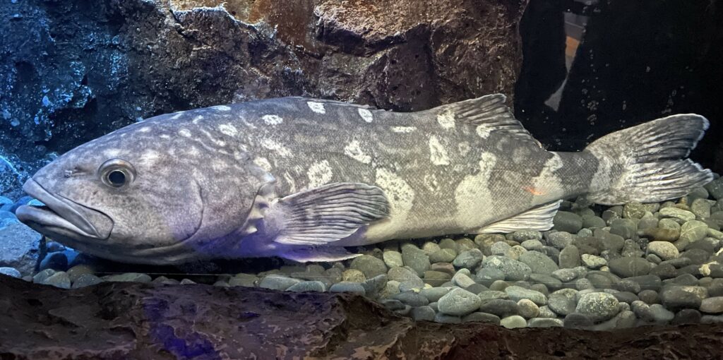 Skilfish (Erilepis zonifer) |commons:File:Erilepis zonifer.jpg