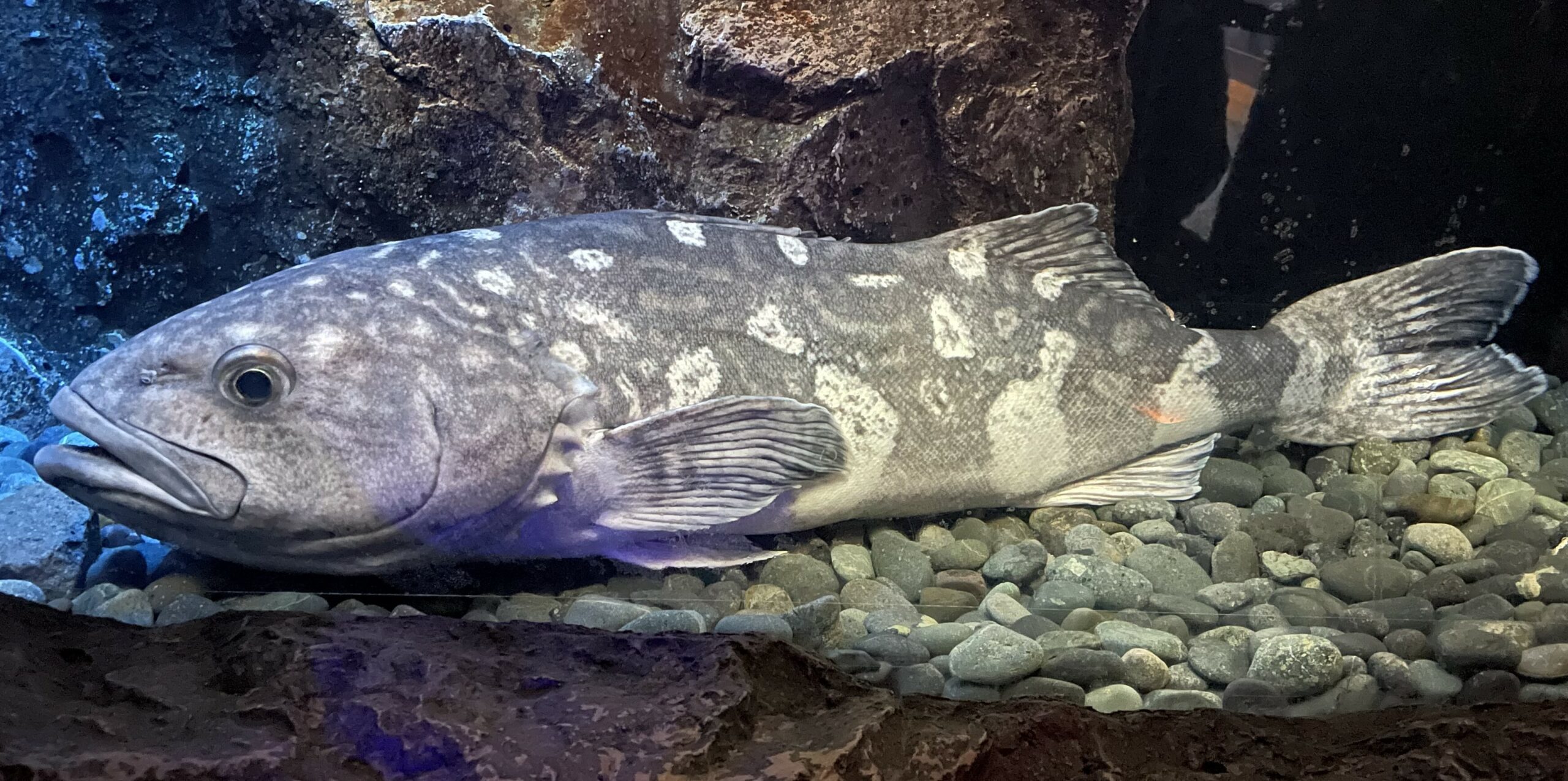 Skilfish (Erilepis zonifer) |commons:File:Erilepis zonifer.jpg