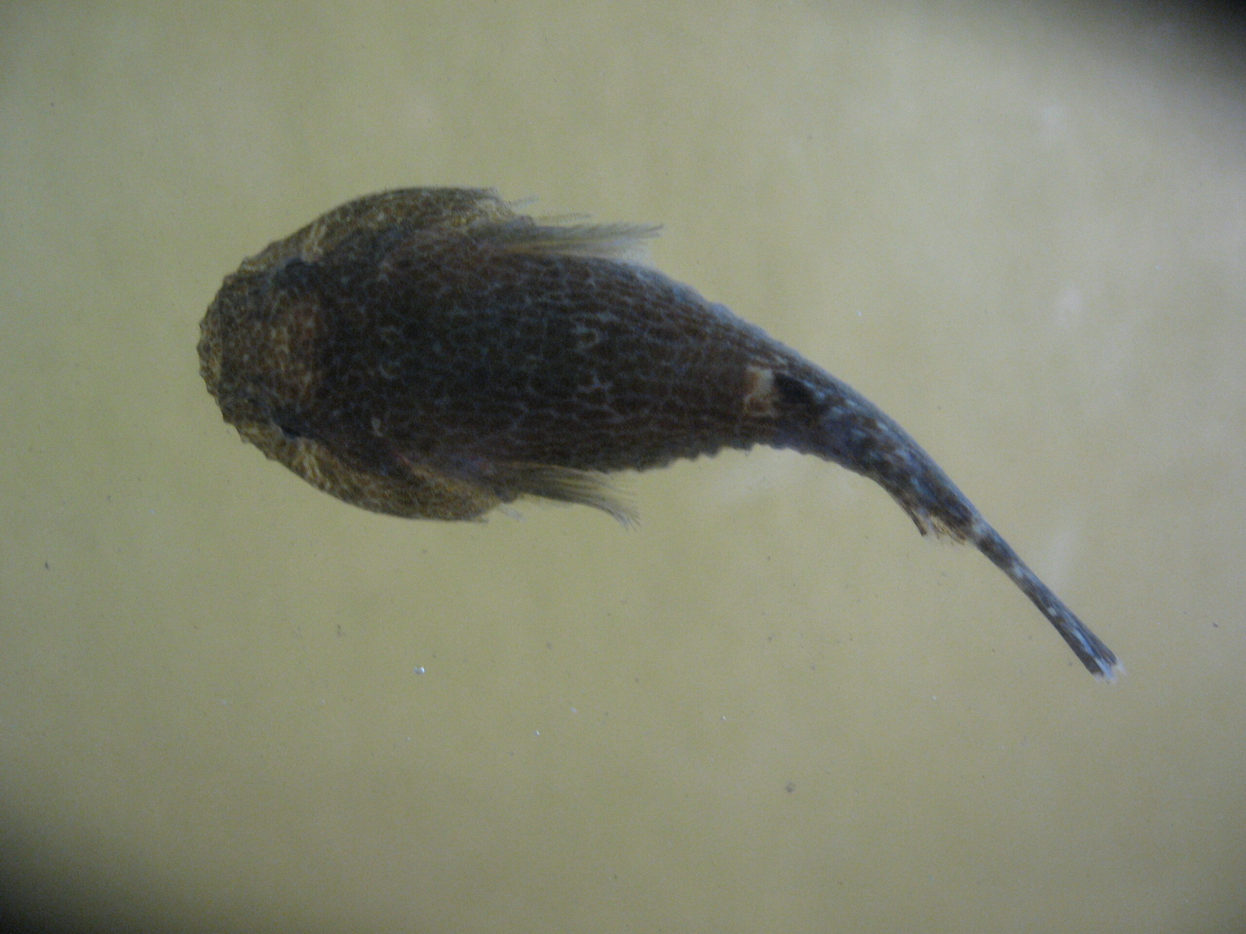 Skilletfish (Gobiesox strumosus) |commons:File:Example of Skilletfish Gobiesox strumosus.jpg