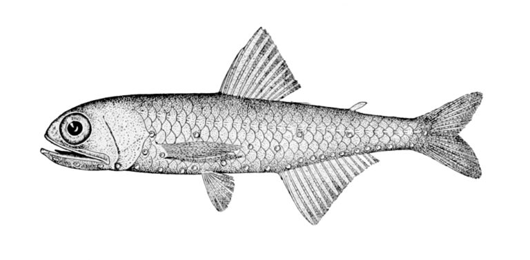 Skinnycheek Lanternfish (Benthosema pterotum) |commons:File:Benthosema pterotum.jpg