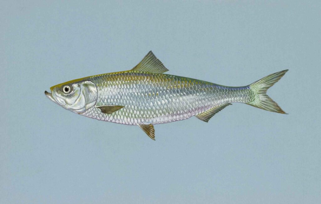 Skipjack Herring (Alosa chrysochloris) |commons:File:Skipjack herring fish alosa chrysochloris.jpg