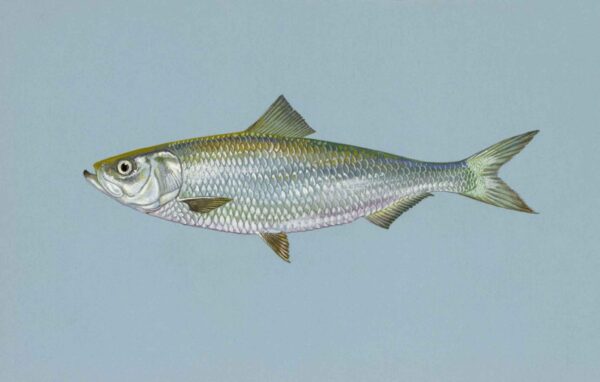 Skipjack Herring (Alosa chrysochloris) |commons:File:Skipjack herring fish alosa chrysochloris.jpg