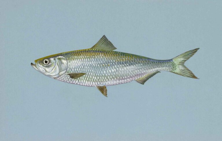 Skipjack Herring (Alosa chrysochloris) |commons:File:Skipjack herring fish alosa chrysochloris.jpg