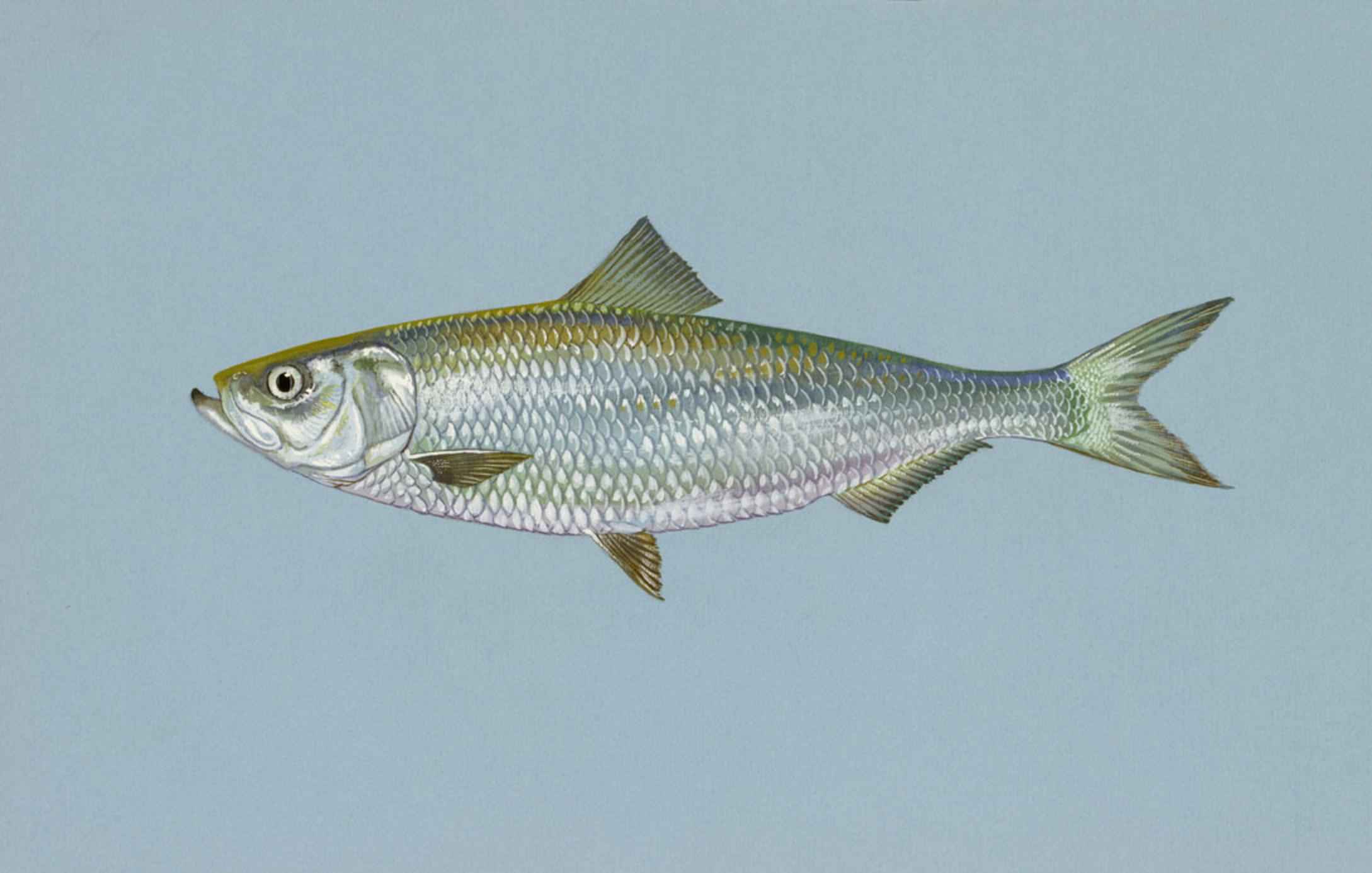 Skipjack Herring (Alosa chrysochloris) |commons:File:Skipjack herring fish alosa chrysochloris.jpg
