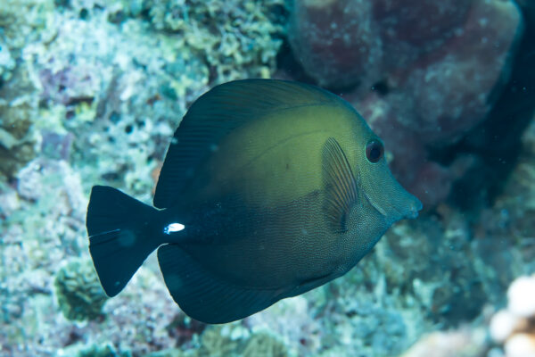 Skopas Tang Zebrasoma scopas