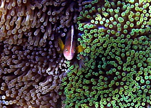 Skunk Clownfish (Amphiprion akallopisos) |commons:File:Amphiprion akallopisos.jpg
