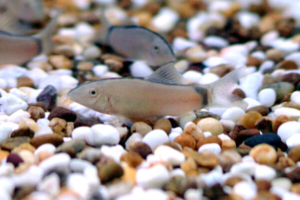 Skunk Loach (Yasuhikotakia morleti) |commons:File:Yasuhikotakia morleti.jpg