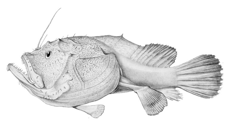Sladenia gardineri (Sladenia gardineri) |commons:File:Sladenia gardineri.jpg