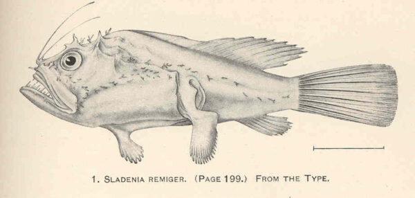 Sladenia remiger (Sladenia remiger) |commons:File:FMIB 41229 Sladenia remiger From the type.jpeg