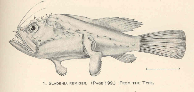 Sladenia remiger (Sladenia remiger) |commons:File:FMIB 41229 Sladenia remiger From the type.jpeg