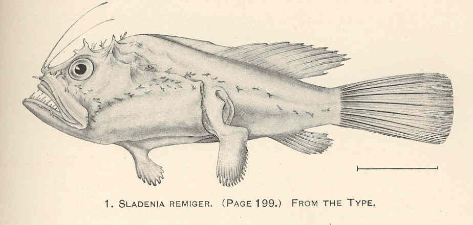 Sladenia remiger (Sladenia remiger) |commons:File:FMIB 41229 Sladenia remiger From the type.jpeg
