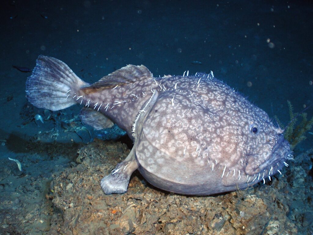 Sladenia shaefersi (Sladenia shaefersi) |commons:File:Sladenia shaefersi2.jpg