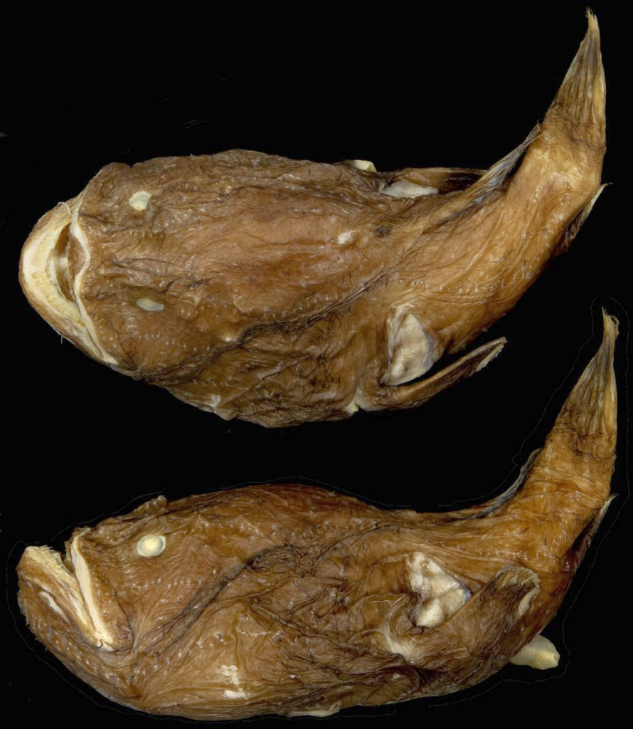 Sladenia zhui (Sladenia zhui) |commons:File:Sladenia zhui.png