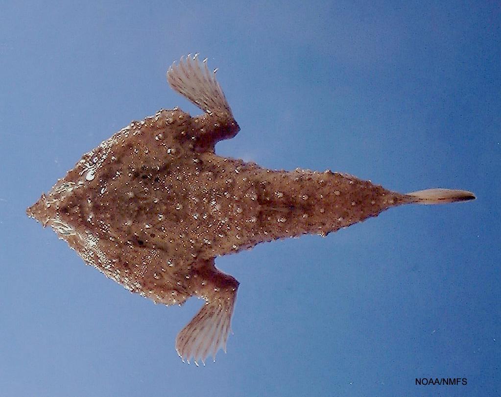 Slantbrow Batfish (Ogcocephalus declivirostris) |commons:File:Slantbrow batfish (Ogcocephalus declivirostris).jpg