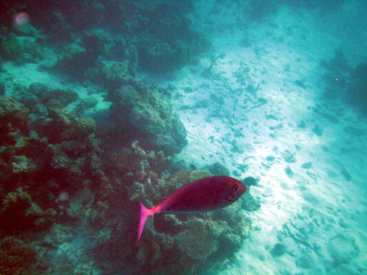 Sleek Unicornfish (Naso hexacanthus) |commons:File:Maldives sleek unicornfish, Naso hexacanthus.jpg