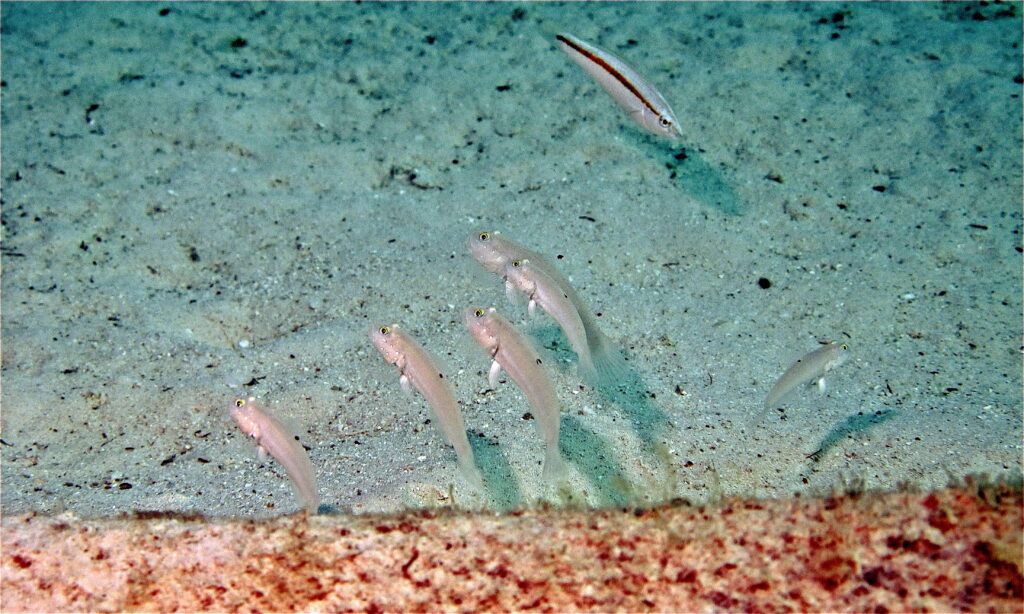 Sleeper Goby (Valenciennea sexguttata) |commons:File:Sixspot Gobies (Valenciennea sexguttata) (6097130488).jpg