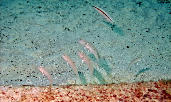 Sleeper Goby (Valenciennea sexguttata) |commons:File:Sixspot Gobies (Valenciennea sexguttata) (6097130488).jpg