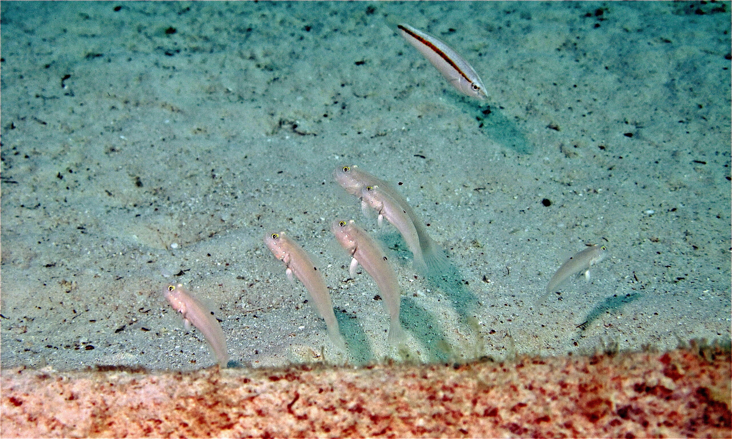 Sleeper Goby (Valenciennea sexguttata) |commons:File:Sixspot Gobies (Valenciennea sexguttata) (6097130488).jpg