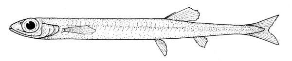 Slender Argentine (Microstoma microstoma) |commons:File:Microstoma microstoma (Slender argentine).gif