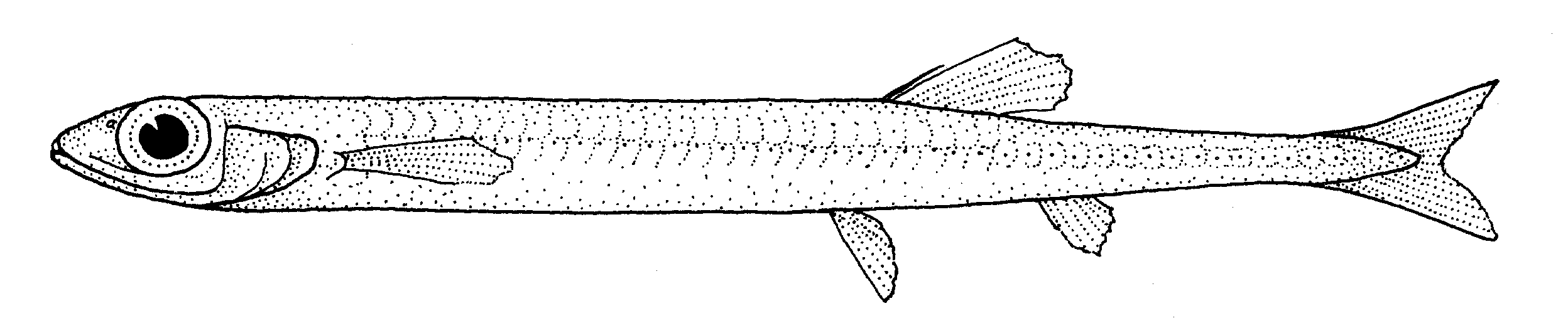 Slender Argentine (Microstoma microstoma) |commons:File:Microstoma microstoma (Slender argentine).gif