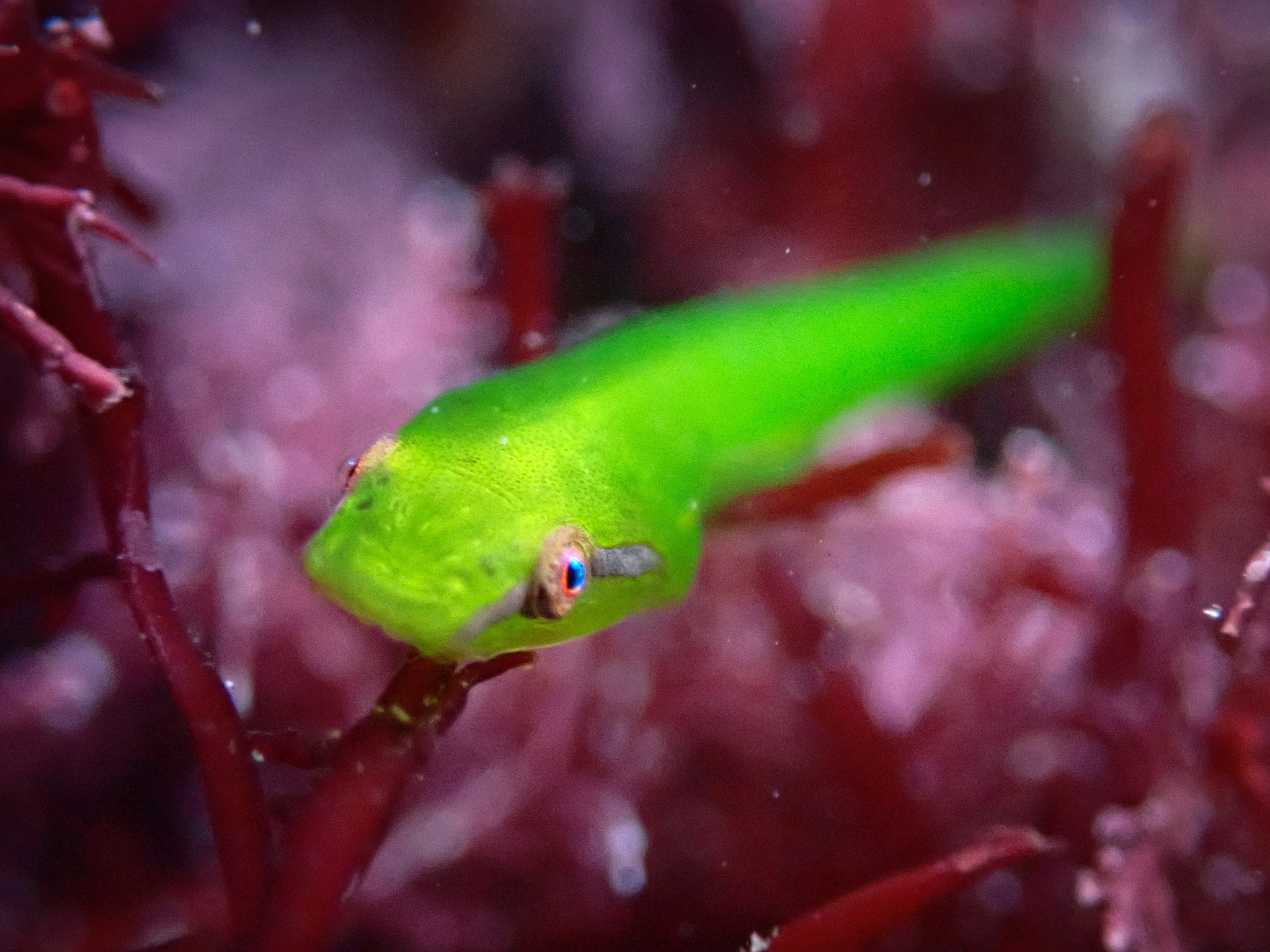 Slender Clingfish (Rimicola eigenmanni) |commons:File:Rimicola eigenmanni 253089281.jpg