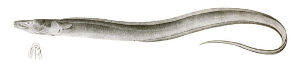 Slender Conger (Uroconger lepturus) |commons:File:Uroconger lepturus Achilles 170.jpg