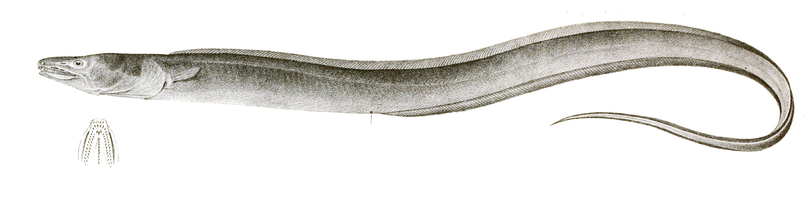 Slender Conger (Uroconger lepturus) |commons:File:Uroconger lepturus Achilles 170.jpg