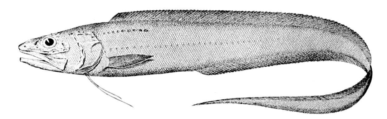 Slender Cuskeel (Porogadus miles) |commons:File:Porogadus miles.jpg