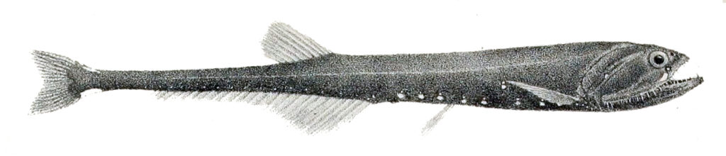 Slender Fangjaw (Sigmops gracilis) |commons:File:Sigmops gracilis.jpg